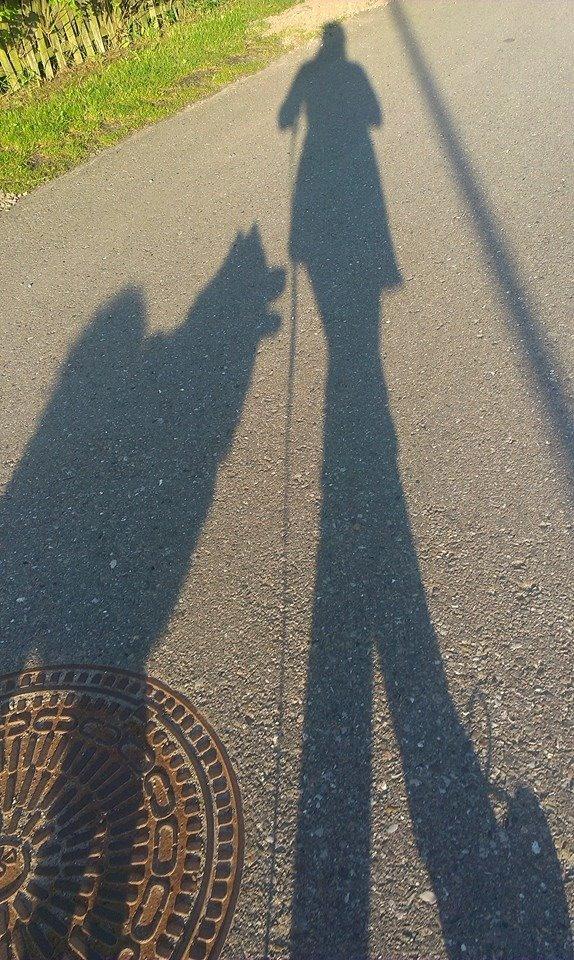 Eurasier Saga (Jabbis Cheri) billede 25