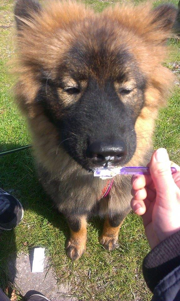 Eurasier Saga (Jabbis Cheri) billede 28