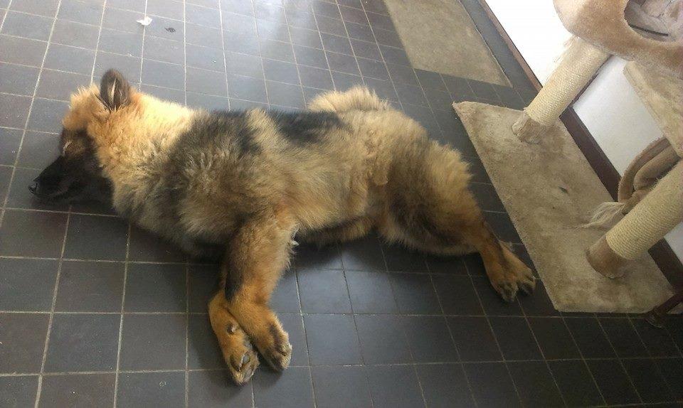 Eurasier Saga (Jabbis Cheri) billede 29