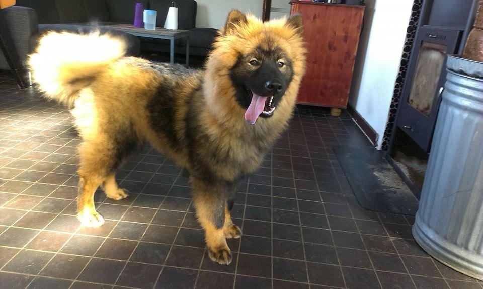 Eurasier Saga (Jabbis Cheri) billede 30