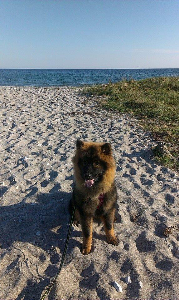 Eurasier Saga (Jabbis Cheri) billede 27