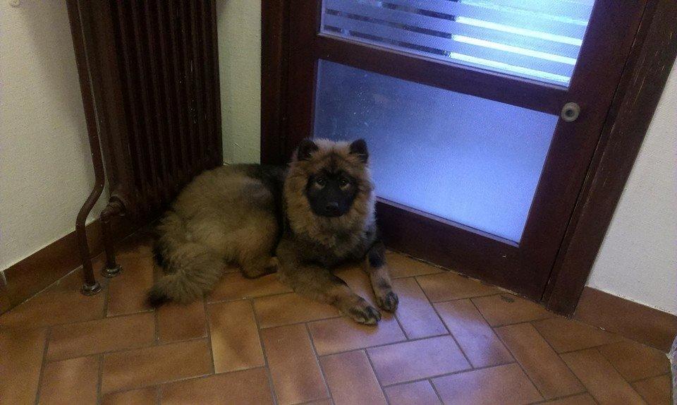 Eurasier Saga (Jabbis Cheri) billede 31