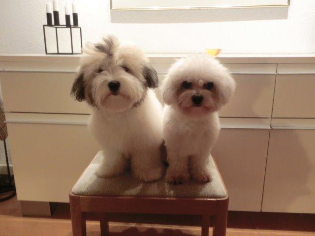 Coton de tulear Godts Coton Balto billede 2