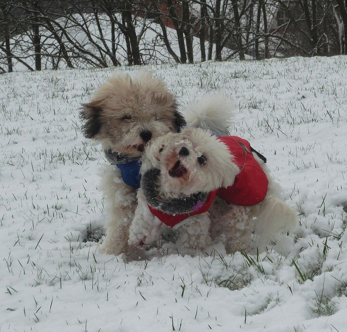 Coton de tulear Godts Coton Balto billede 4