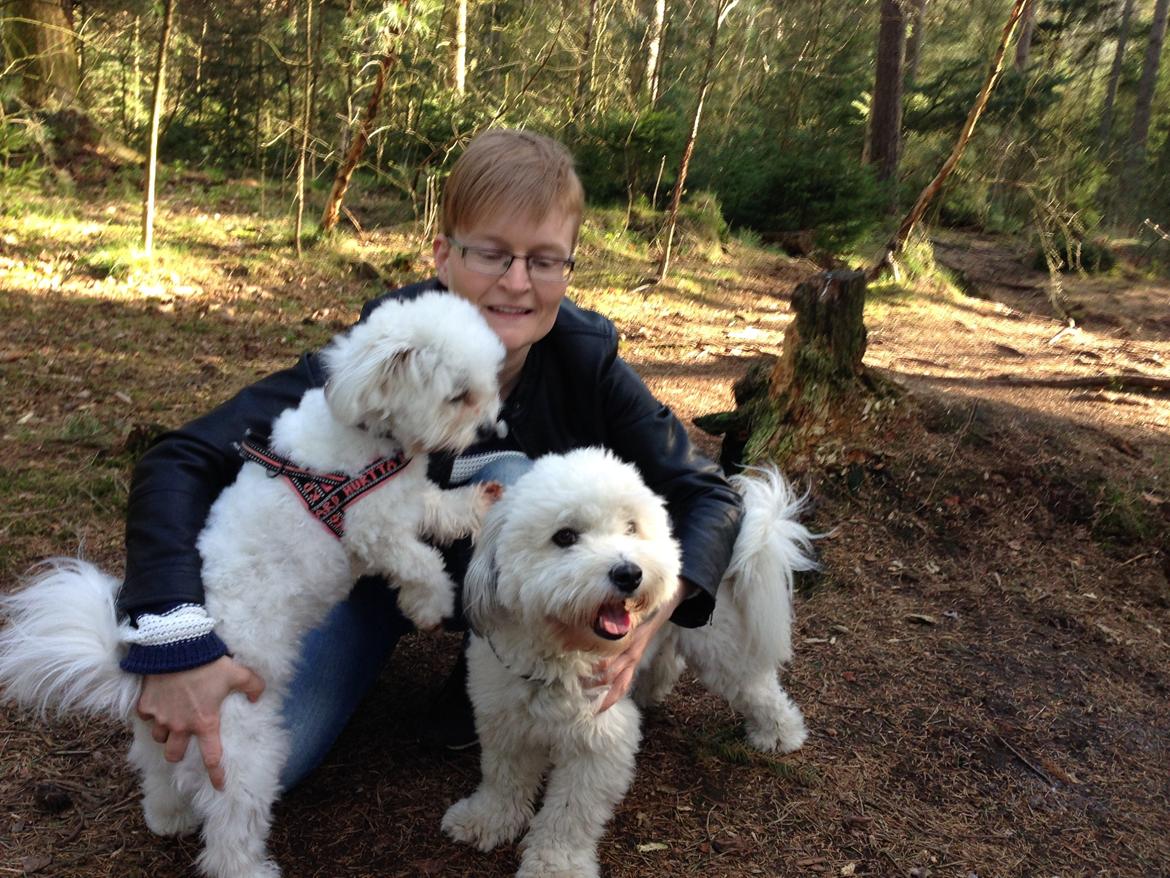 Coton de tulear Godts Coton Balto billede 6