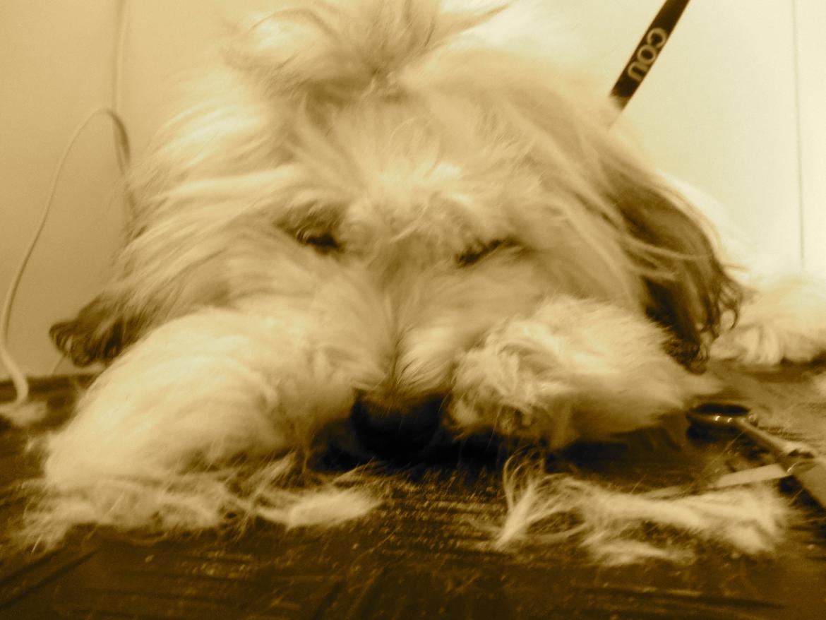 Coton de tulear Godts Coton Balto billede 8