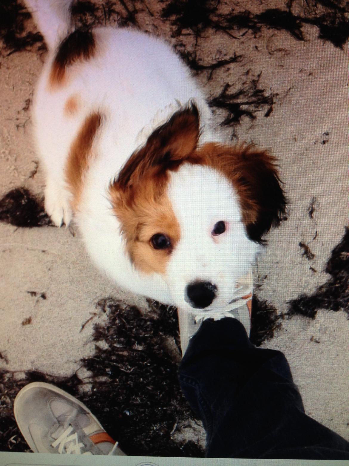 Kooikerhondje Kovo billede 30