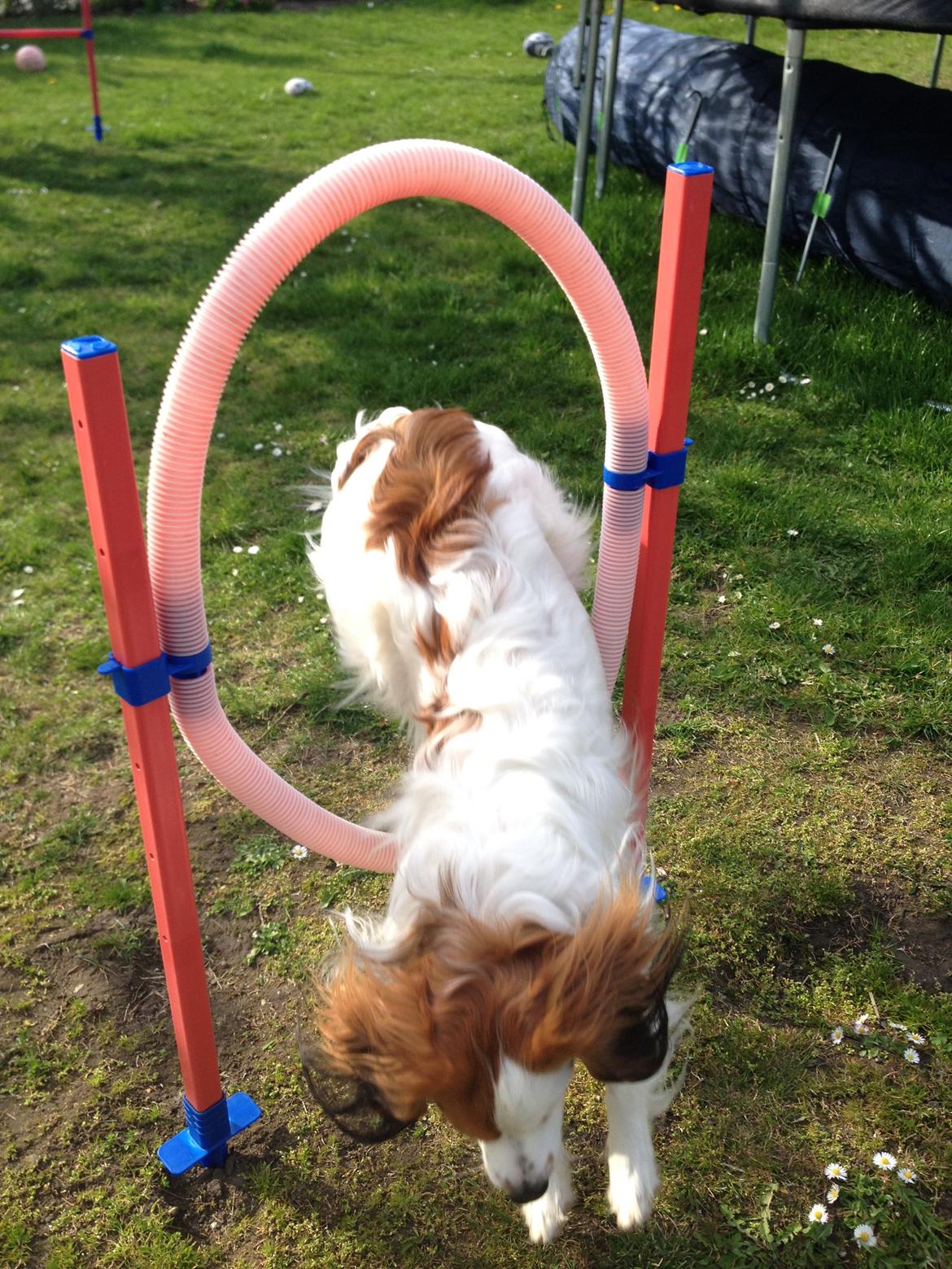 Kooikerhondje Kovo billede 2