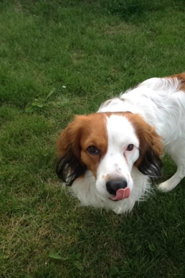 Kooikerhondje Kovo billede 31