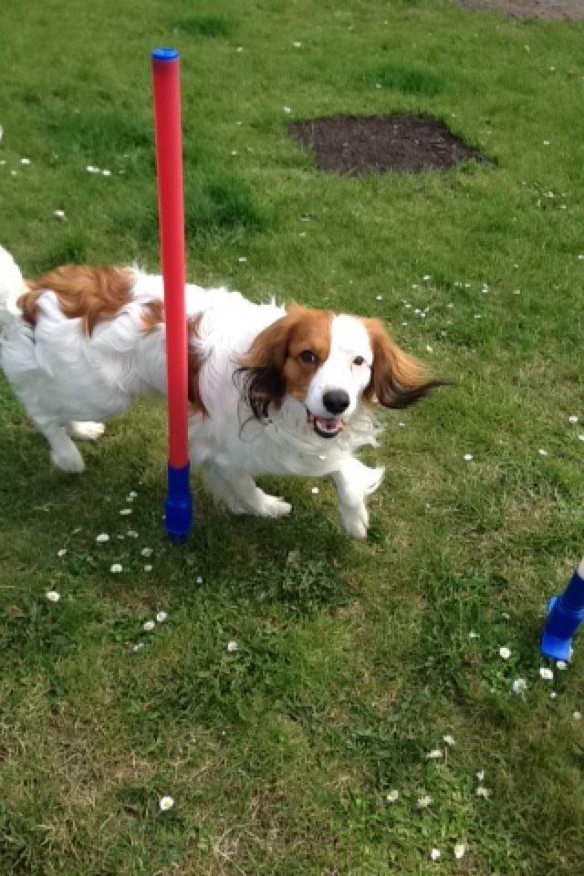 Kooikerhondje Kovo billede 3