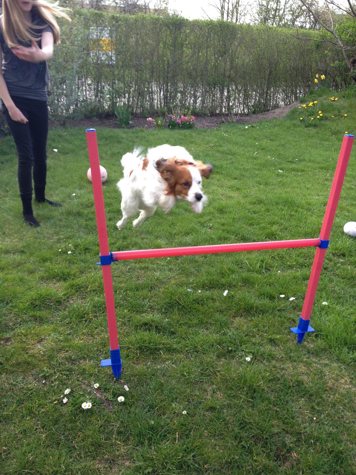 Kooikerhondje Kovo billede 4