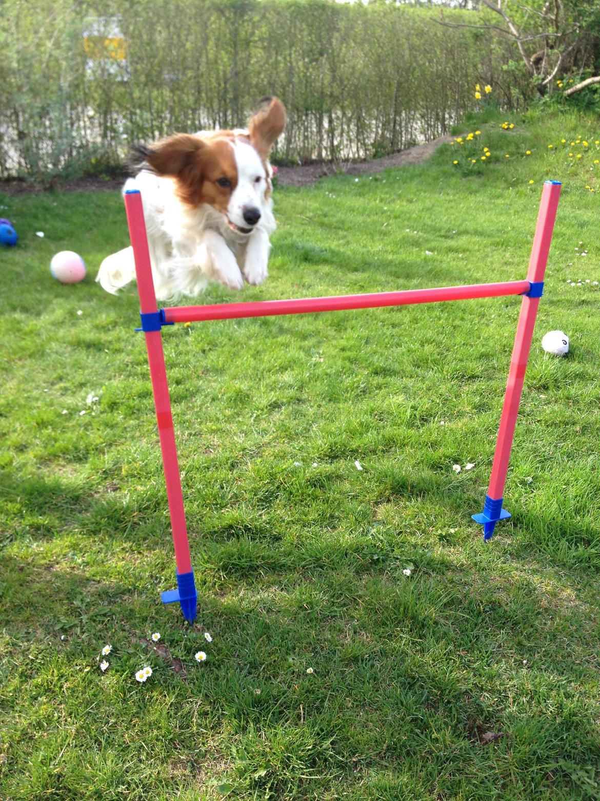 Kooikerhondje Kovo billede 5