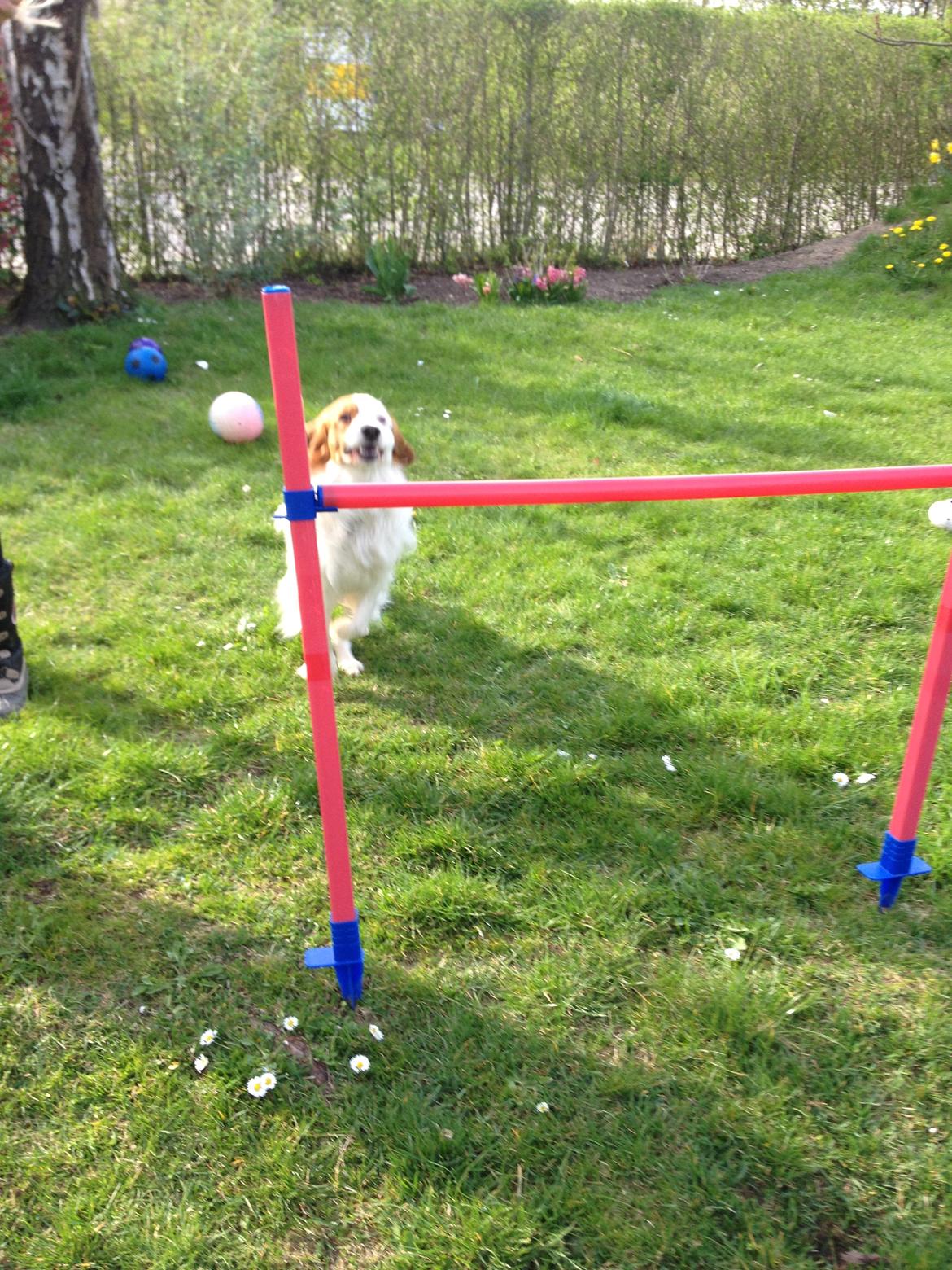 Kooikerhondje Kovo billede 7