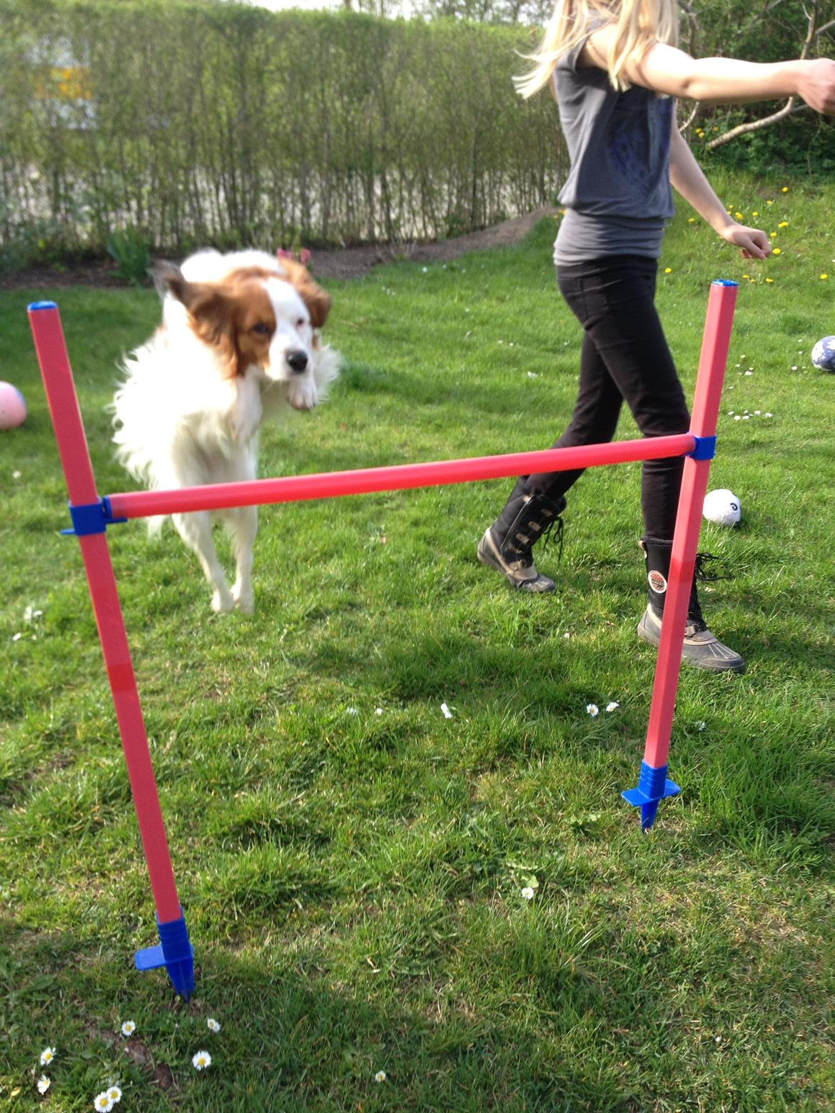 Kooikerhondje Kovo billede 6