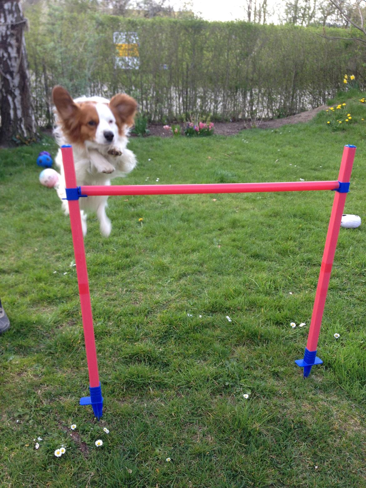 Kooikerhondje Kovo billede 1