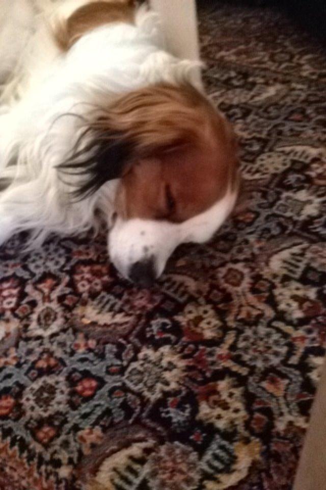 Kooikerhondje Kovo billede 32