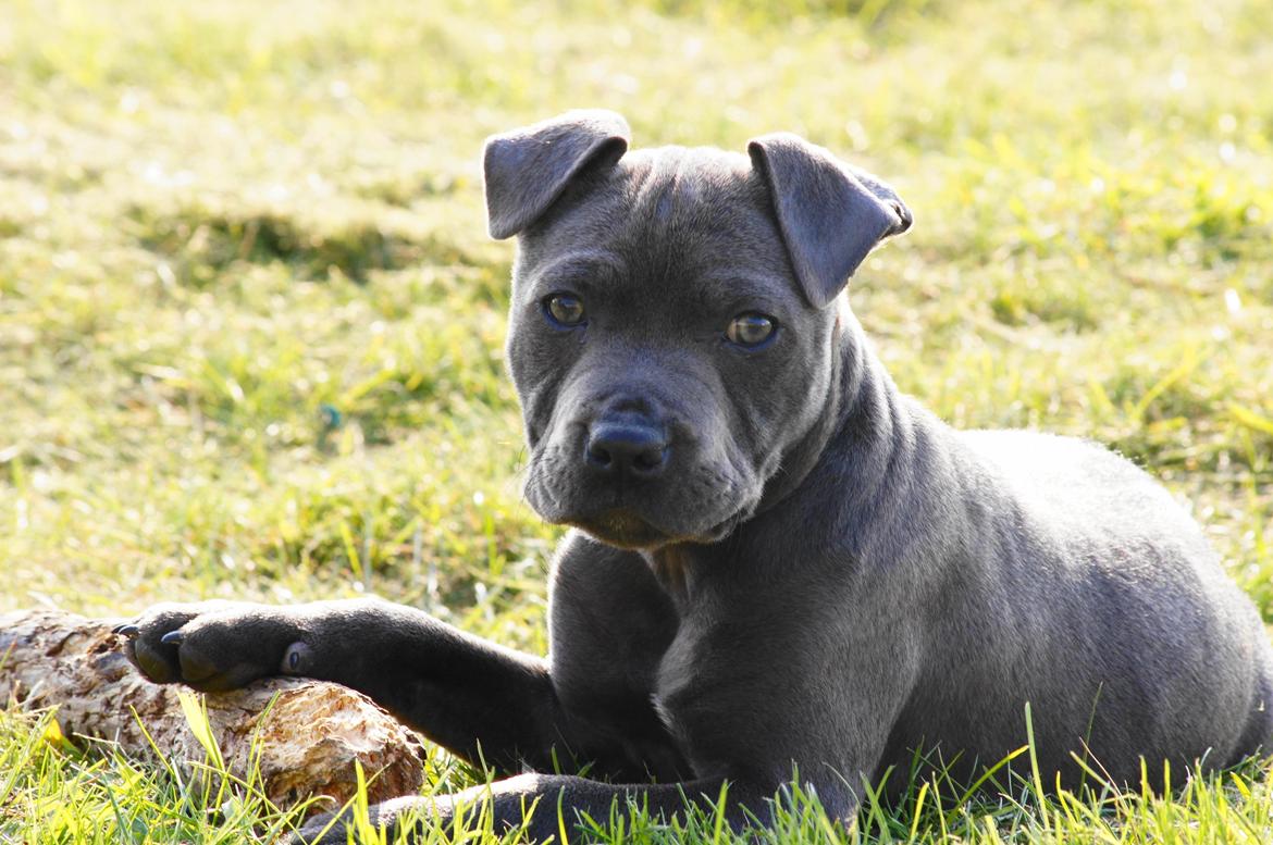 Staffordshire bull terrier Müsli billede 31