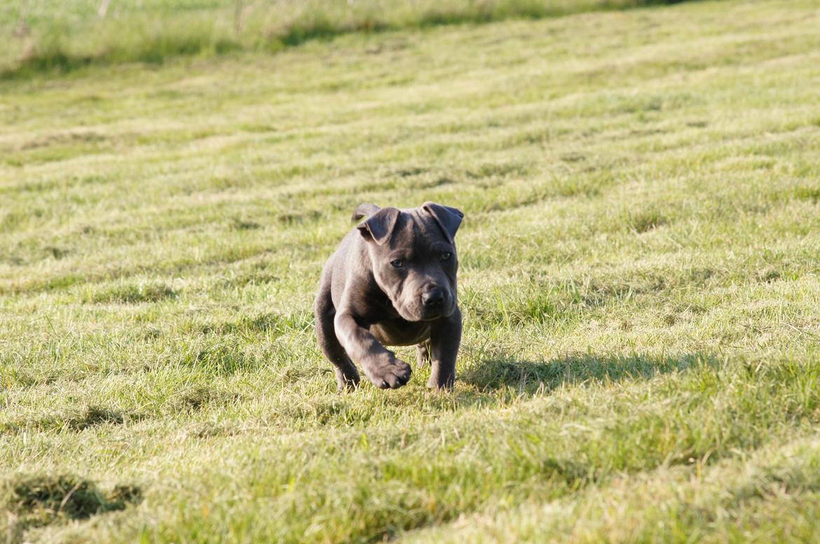 Staffordshire bull terrier Müsli billede 29