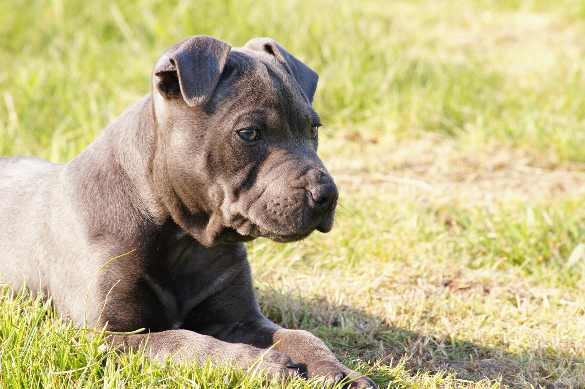 Staffordshire bull terrier Müsli billede 35