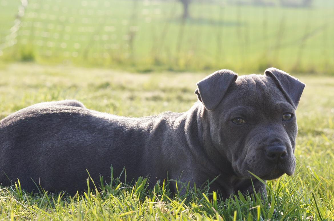 Staffordshire bull terrier Müsli billede 33