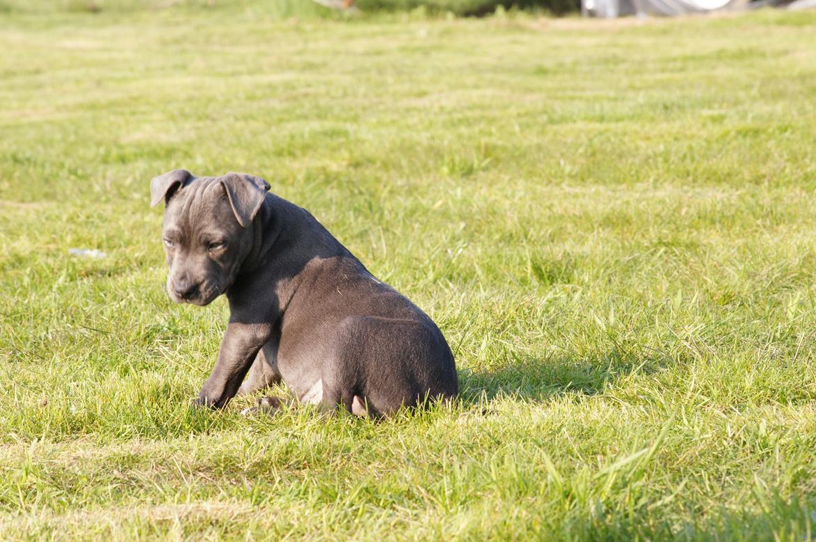 Staffordshire bull terrier Müsli billede 38