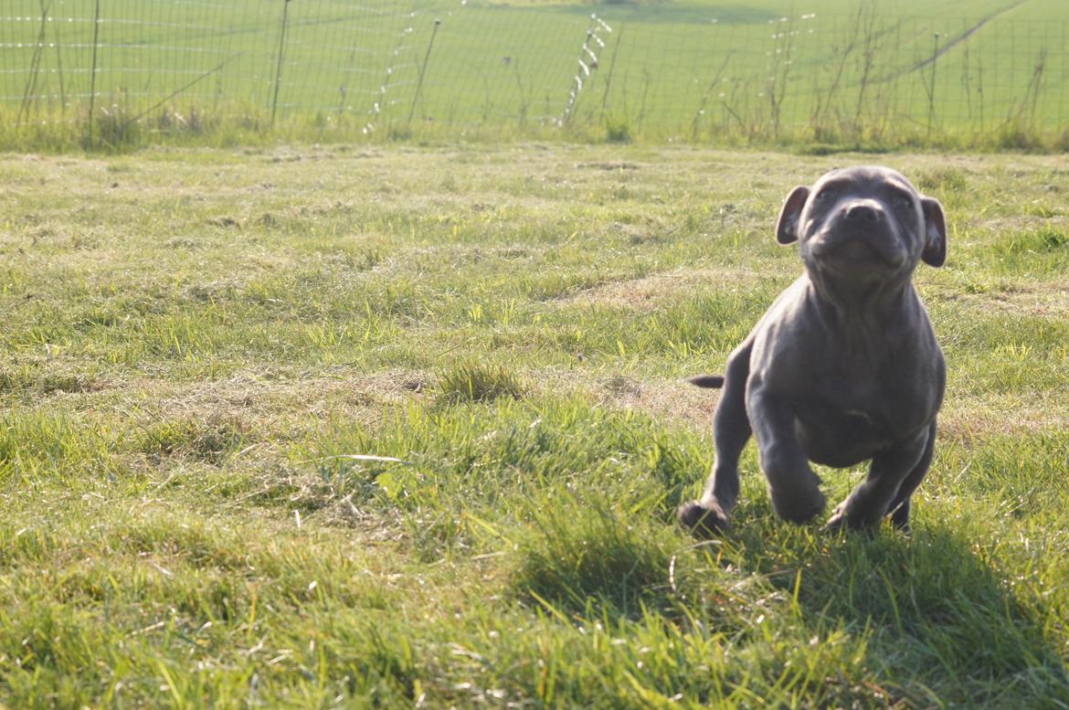 Staffordshire bull terrier Müsli billede 32