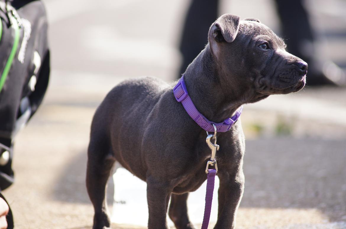Staffordshire bull terrier Müsli billede 36