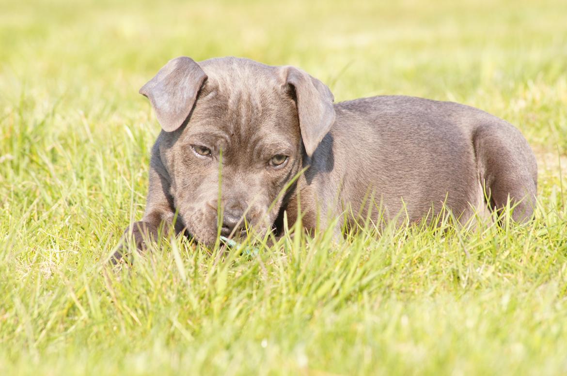 Staffordshire bull terrier Müsli billede 37