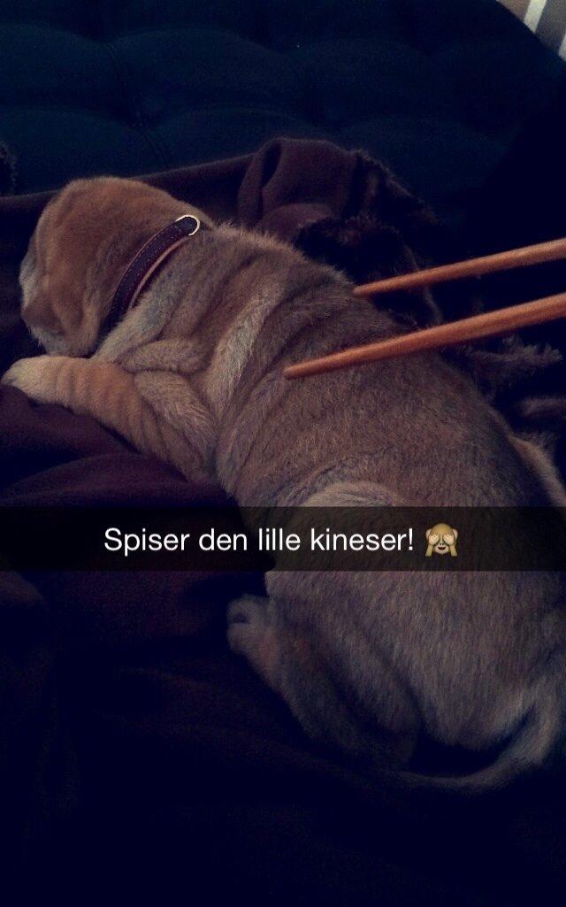 Shar pei Berta billede 7