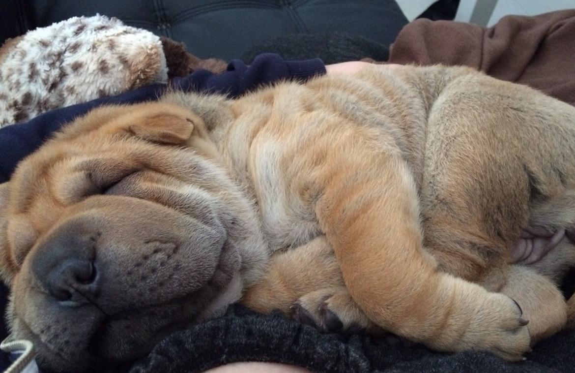 Shar pei Berta billede 8
