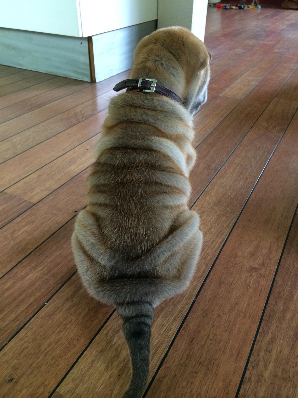 Shar pei Berta billede 10