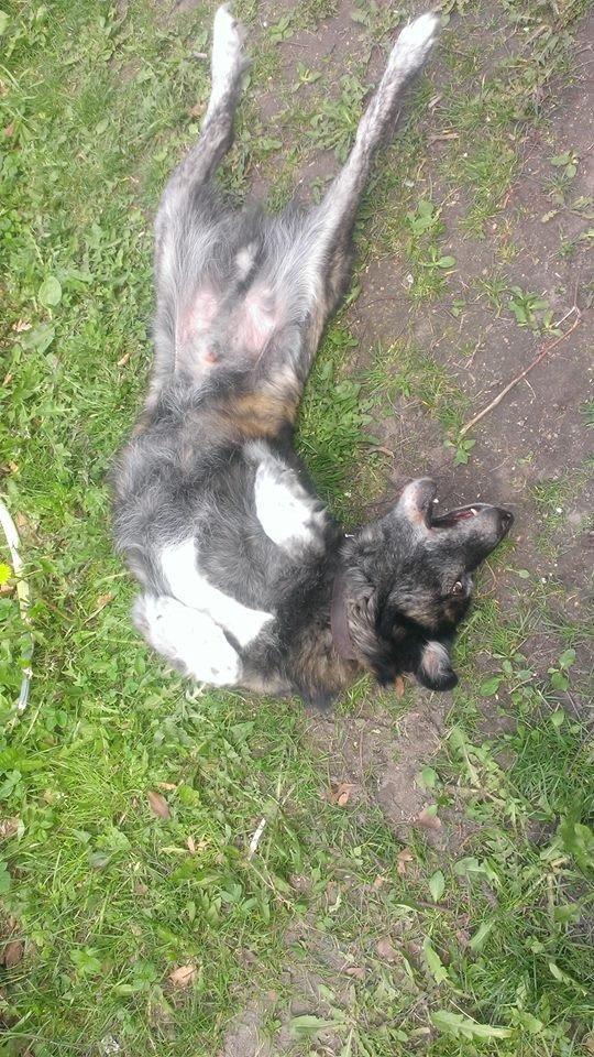 Blanding af racer Bearcu - De bare pletter er kære Bearcu der har gravet græsset op <3  billede 7