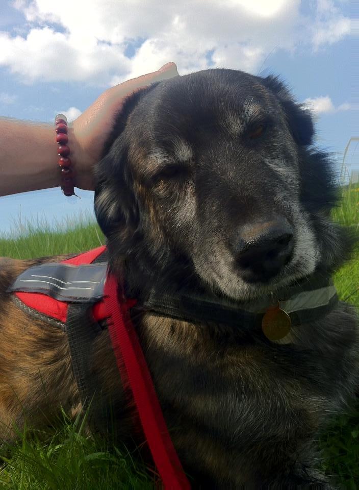 Blanding af racer Bearcu - Det er dejligt at blive nusset billede 8