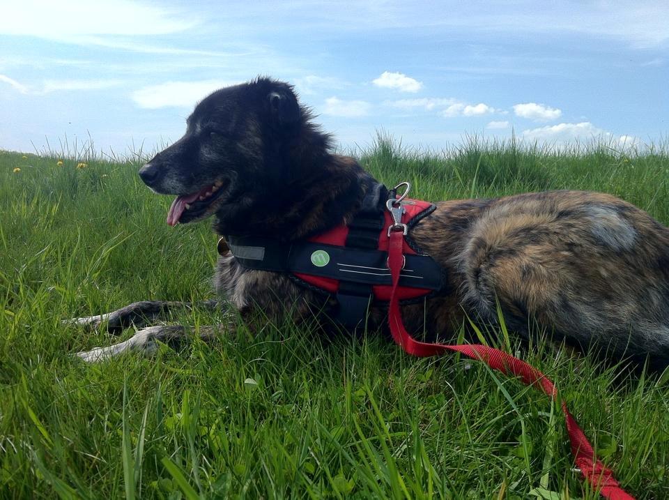 Blanding af racer Bearcu - En god tur i det dejlige vejr, kræver lidt afslapning inden man går hjem billede 10