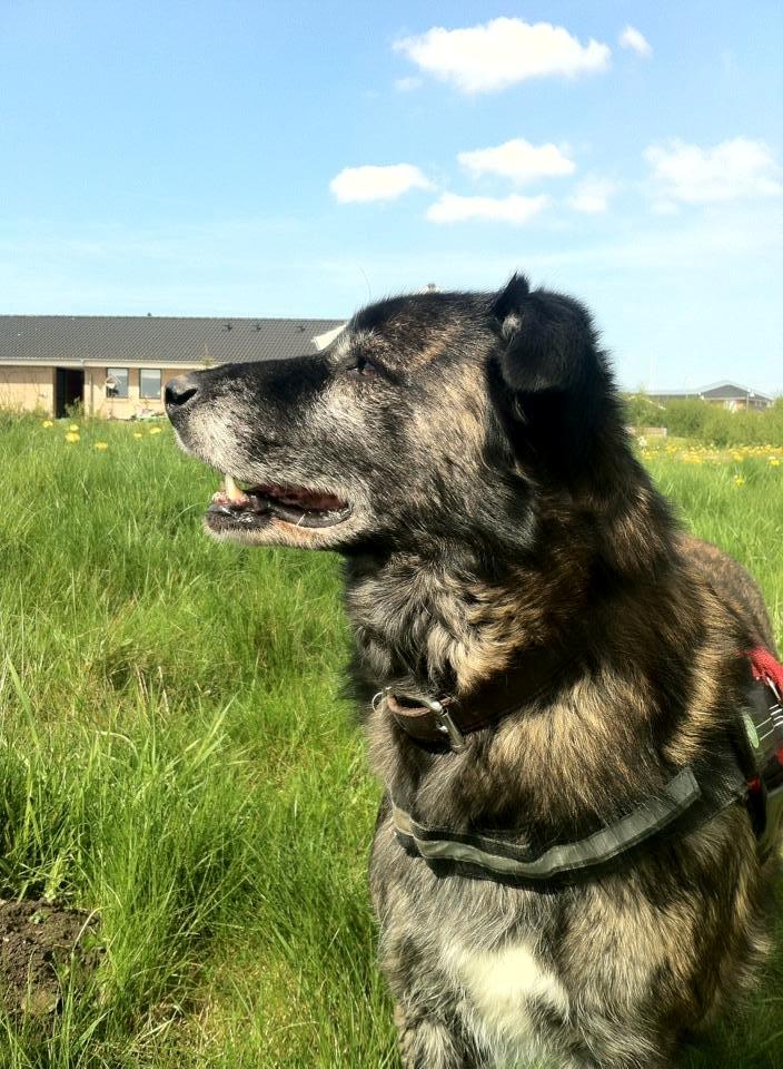 Blanding af racer Bearcu billede 9