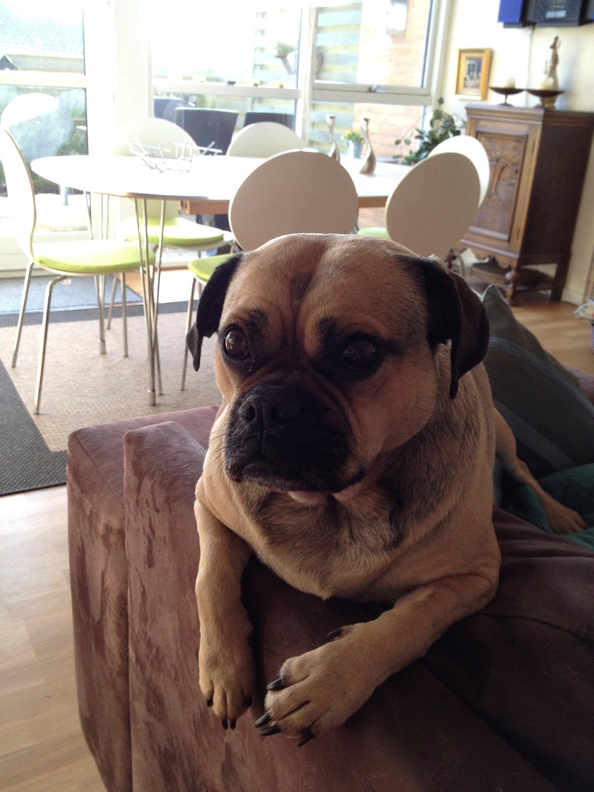 Blanding af racer Carla billede 2