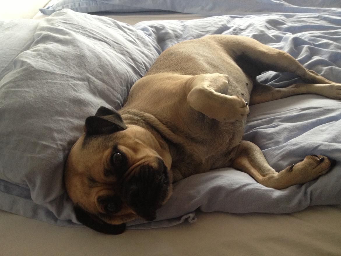 Blanding af racer Carla billede 3