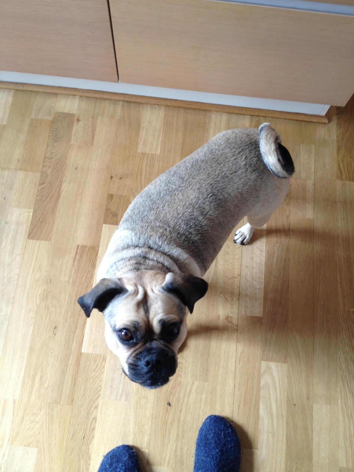 Blanding af racer Carla billede 4