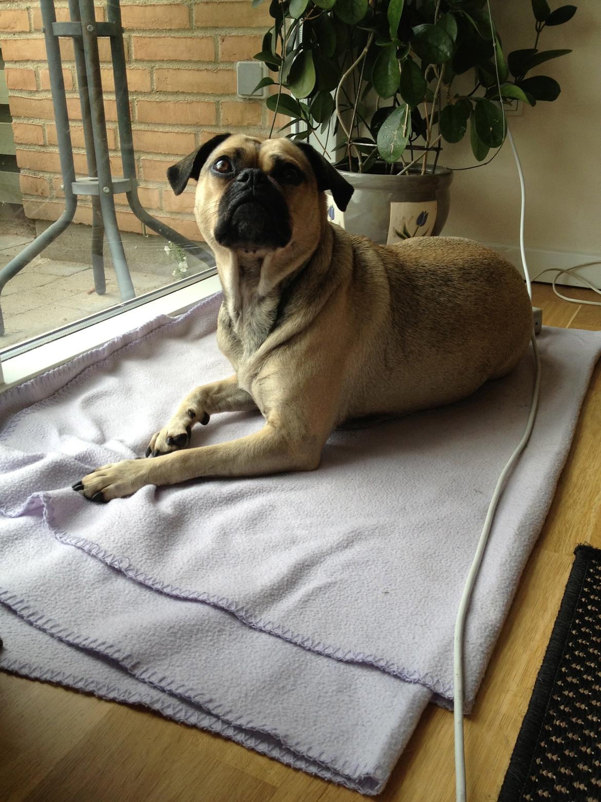 Blanding af racer Carla billede 5