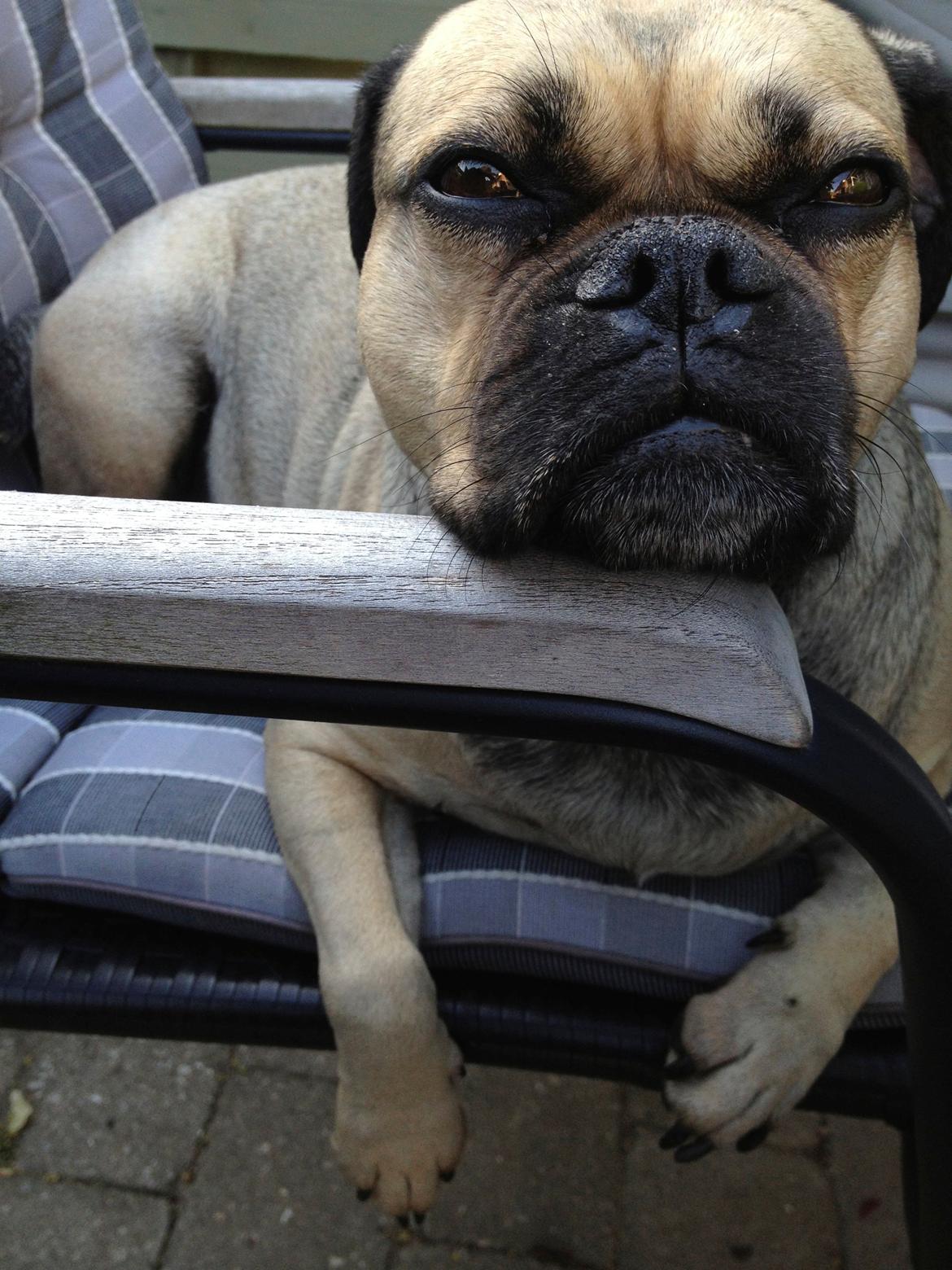 Blanding af racer Carla billede 1