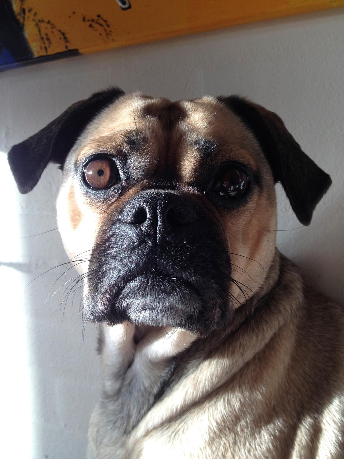 Blanding af racer Carla billede 6