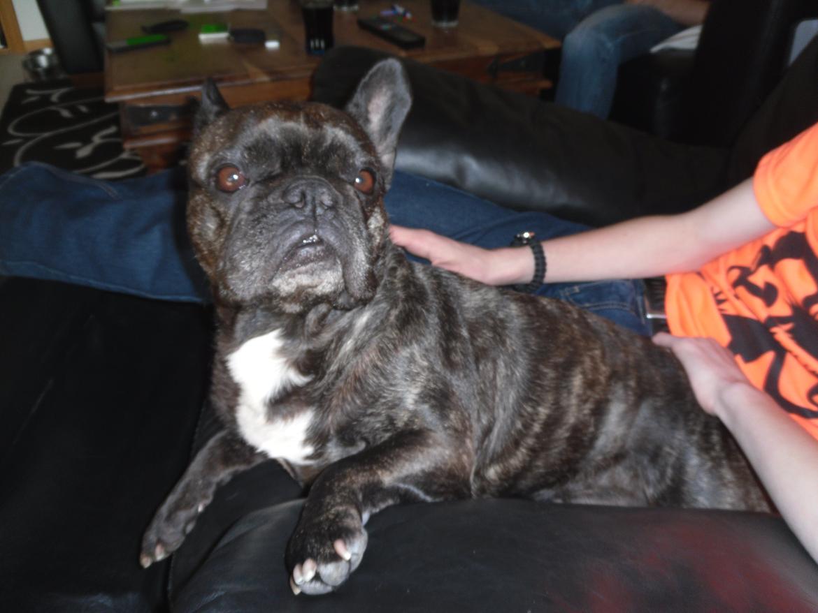 Fransk bulldog Berta billede 21