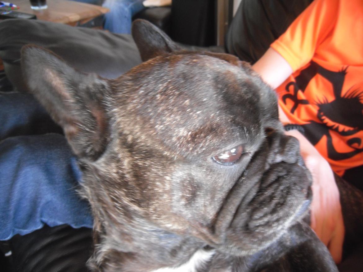 Fransk bulldog Berta billede 22