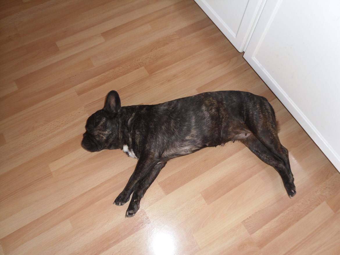 Fransk bulldog Berta billede 23