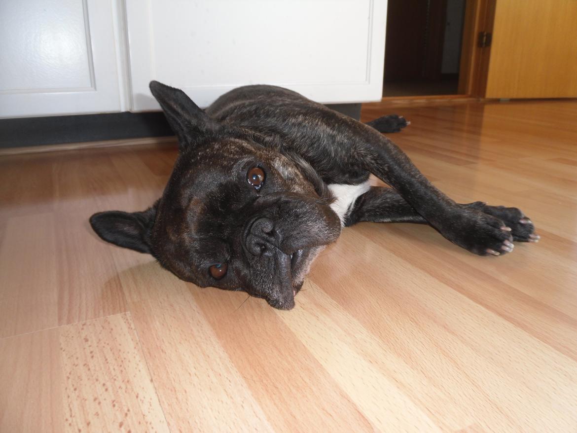 Fransk bulldog Berta billede 24