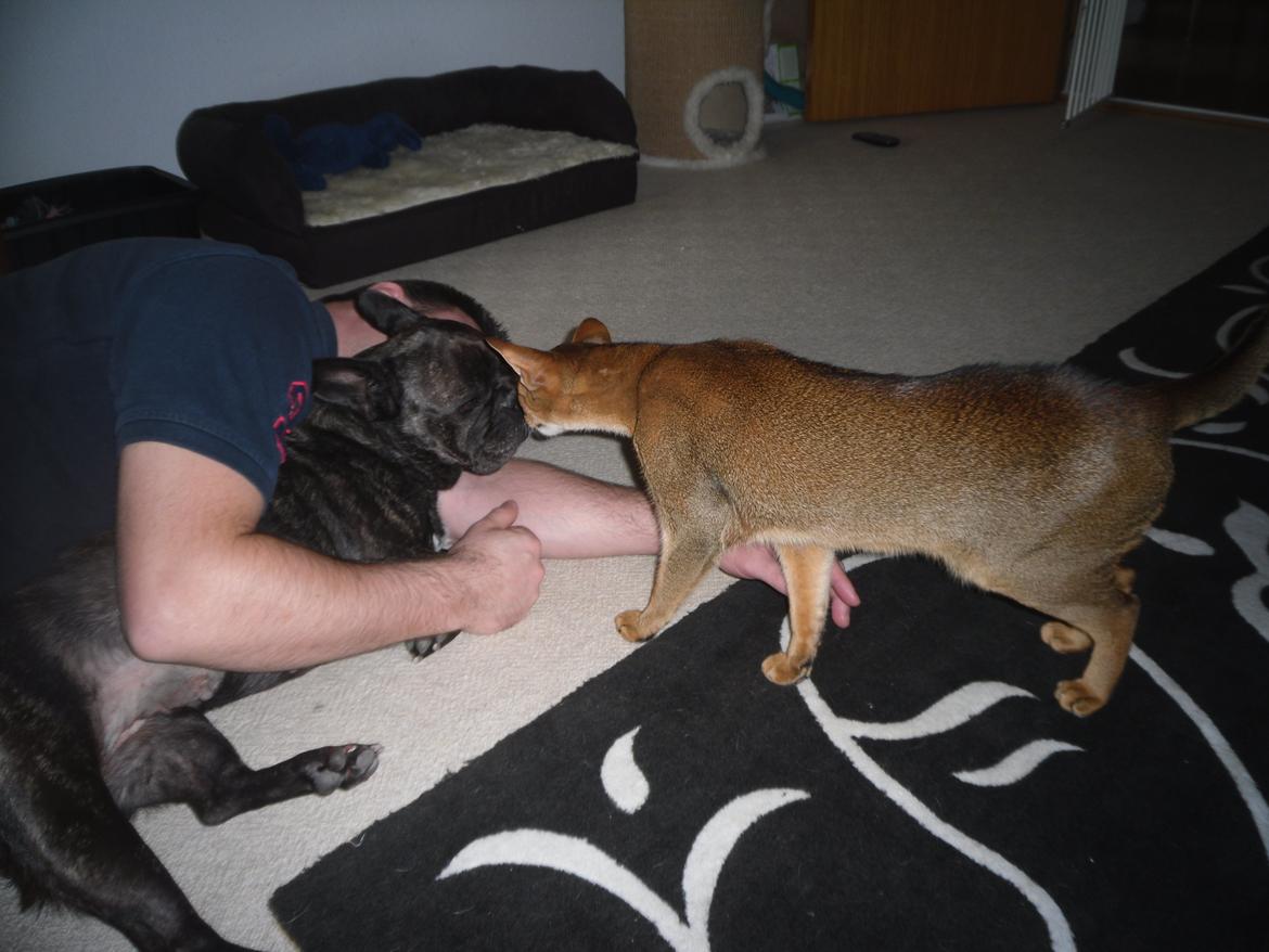 Fransk bulldog Berta - berta er blevet opereret for blæresten og en knude. Katten er lidt i tvivl om det nu er berta for hun lugter anderledes billede 25