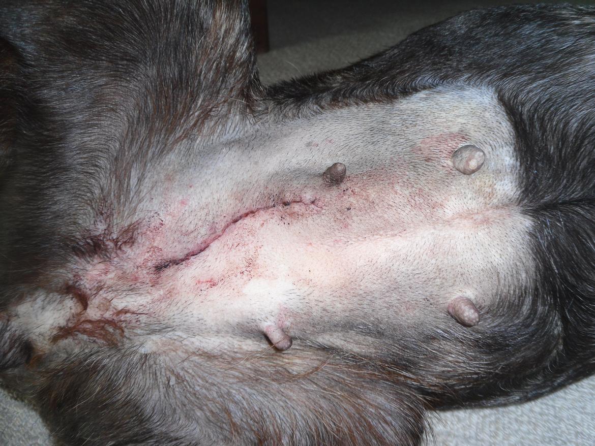 Fransk bulldog Berta - så fint sår, dette billede er fra den dag hun er blevet opereret billede 26