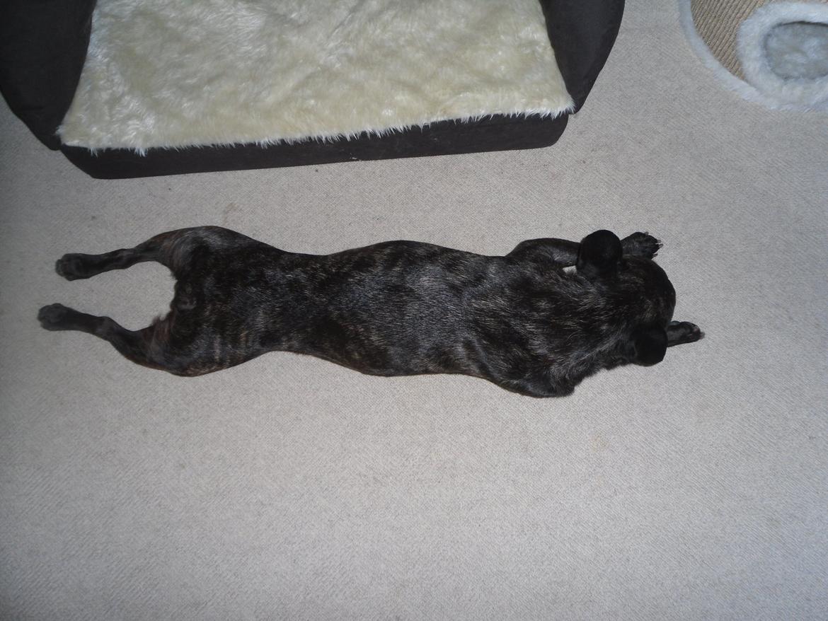 Fransk bulldog Berta - Berta er blevet meget tynd billede 27