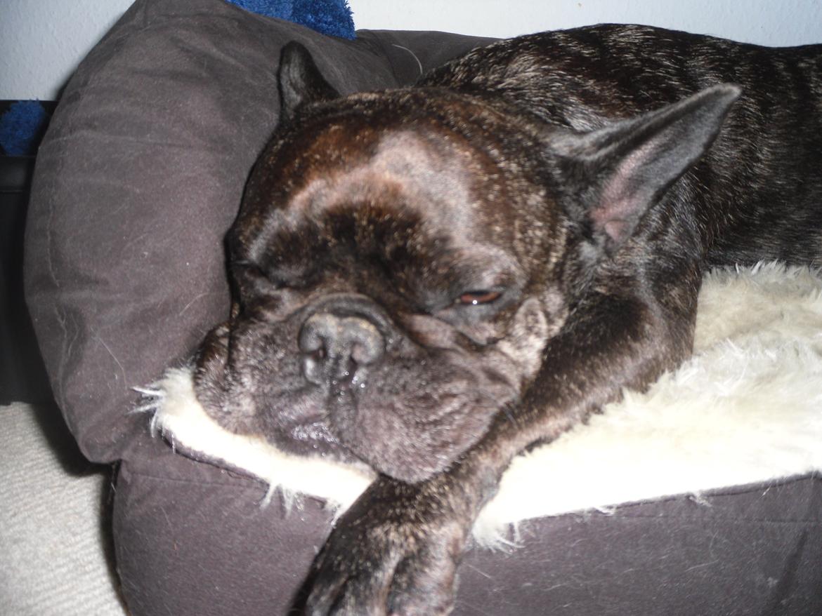 Fransk bulldog Berta - Narkosen soves ud billede 28