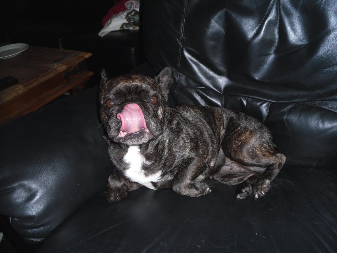 Fransk bulldog Berta billede 29